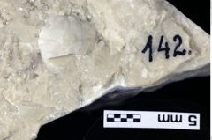 Foto (Detailansicht) von Goniodromites bidentatus (Reuss, 1858) (NHMW-GEO-1990-0041-0142)